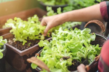 Asyalı kadın bahçıvan plastik saksıda organik salata bitkisi topluyor ve kahvaltıda sebze sepeti tutuyor, evde bahçıvanlık yapıyor, seçici odaklanıyor, çiftçilik yapıyor ve kendi gıda konseptinizi yetiştiriyor..