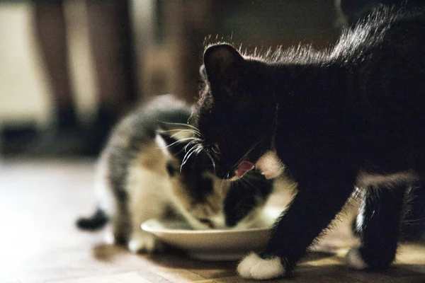 Katzen fressen Katzenfutter. Kleine Kätzchen fressen Fleischstücke vom Teller. Futter für erwachsene Katzen und Kätzchen — Stockfoto