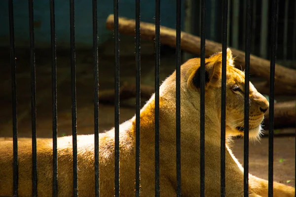 Leonessa Triste Nella Gabbia Dello Zoo Leone Singolo Poggiato Sul — Foto Stock