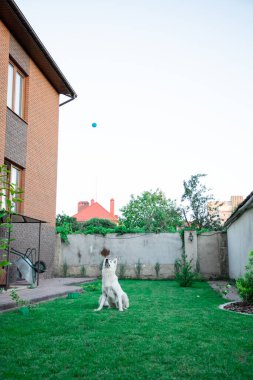 Beyaz köpek yazın yeni yeşil çimlerle yerde yatıyordu. İsviçreli çoban köpeği