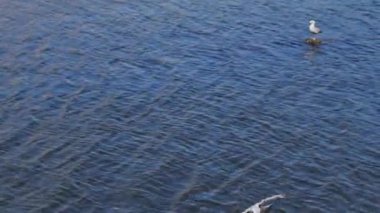 Nehrin arka planında kuşlar. Albatrosların nehir üzerinde uçuşu ve karaya inişi..