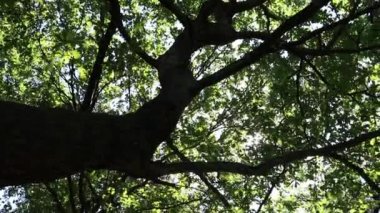 Güneş meşe dallarının arasından parlıyor. Kameranın sağa sola hareketi güneşin ağacın dalları boyunca hareket etmesine neden oluyor..