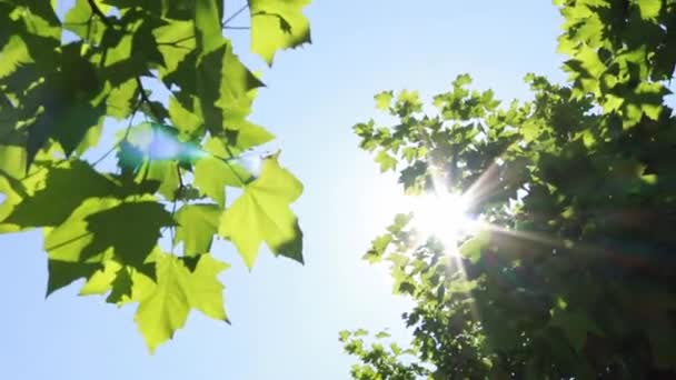 枝を通して太陽 カエデの木の枝や葉を通して太陽の動き サングレア 青い空とカエデの葉の緑の色 映画やビデオクリップのための美しいフレーム — ストック動画