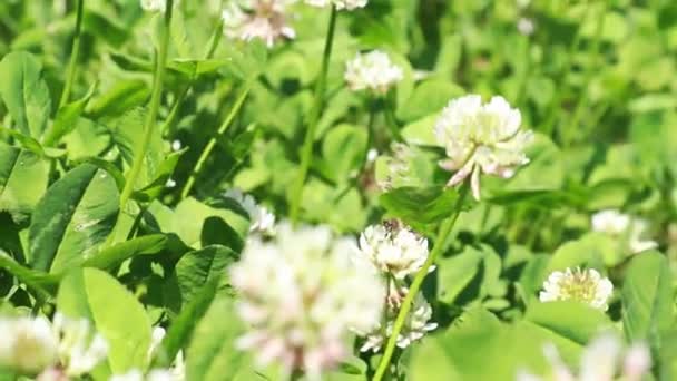 Pré Fleuri Fleurs Trèfle Une Abeille Collecte Nectar Gros Plan — Video