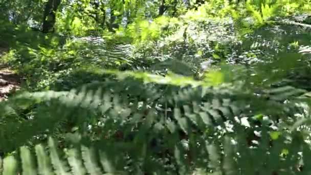 Samambaia Longo Fabuloso Caminho Florestal — Vídeo de Stock