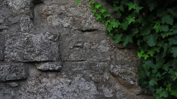 Taş duvar ve sarmaşık. Arkaplan resmi. Farklı baskılar, arka planlar, kartpostallar, duvar kağıtları için gri taş ve sarmaşık yeşili dokusu..