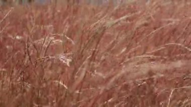 Rüzgarda sallanan çim dalları. Yakın plan. Çeşitli videoların tasarımı için kavramsal video.