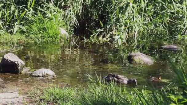 Pato Com Patinhos Nadam Rio — Vídeo de Stock