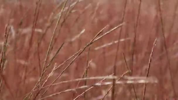 Kołyszą Się Kołki Trawy Wietrze Delikatne Różowe Tło Close Conceptual — Wideo stockowe