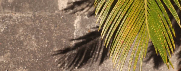 Les Feuilles Palmier Leur Ombre Sur Béton Contexte Texture Motif — Photo