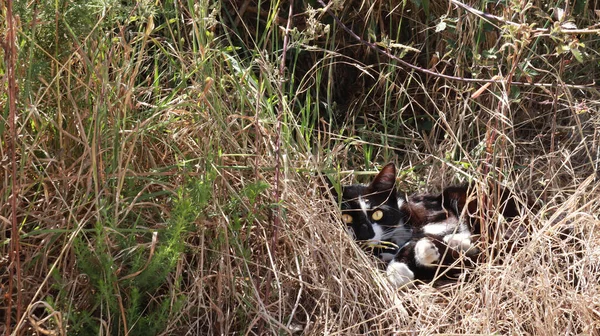 Gato Está Descansando Nas Moitas Grama Alta Campo Dia Ensolarado — Fotografia de Stock