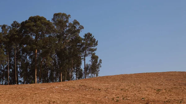 Kırsal alan. Çam ormanı ve kuru otlarla kaplı bir tepe..