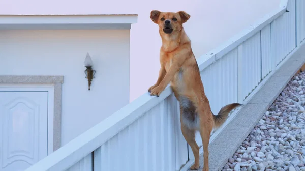 Bir bekçi köpeği arka ayakları üzerinde durur..