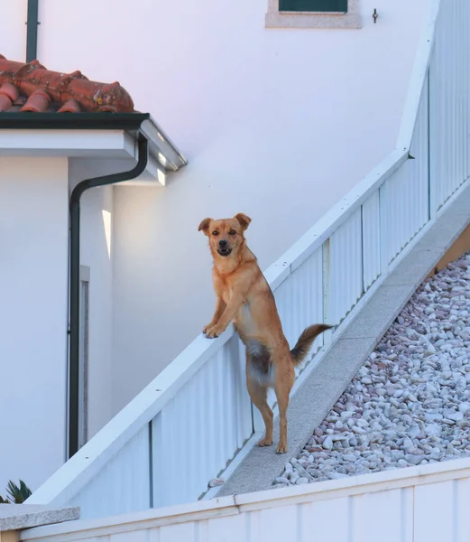 Pies Pilnuje Domu — Zdjęcie stockowe