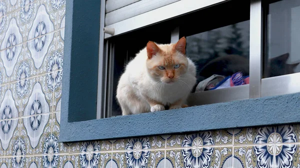 Pencereye sert bakan bir kedi. Evcil kedilerin günlük yaşamı.