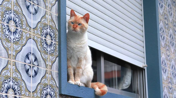 Tatlı kedi pencerenin yanında dinleniyor. Portekiz fayanslarının ön cephesi çerçeveyi mükemmel dolduruyor..