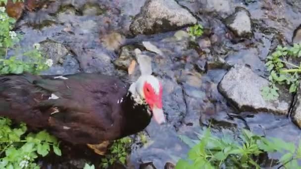Deux canards indo marchent dans le ruisseau. La vie des oiseaux dans la nature.