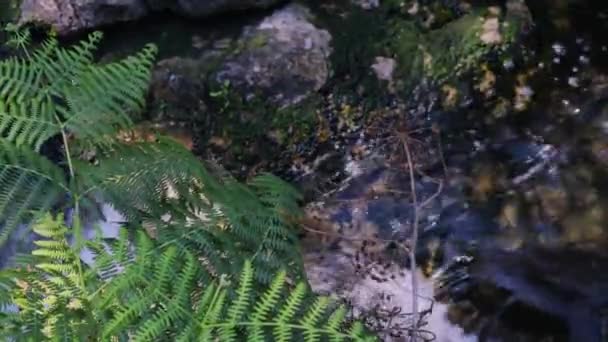 Fern Leaves Stream Gentle Breeze Shakes Foliage — Stock Video