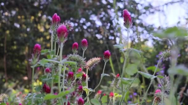 Fiori Prato Trifoglio Primo Piano Nel Grembo Della Natura Piante — Video Stock