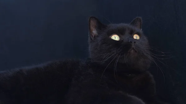 Siyah arka plandaki kara kedi. Kedilerin şaşırmış bakışları yukarıya doğru..