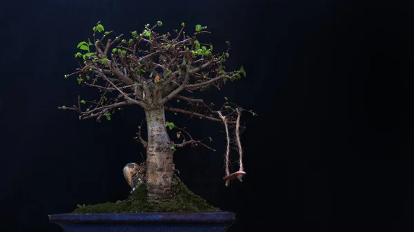 Bonsai gün ışığında siyah bir arka planda. Bir salıncak bonsai dalına asılı..