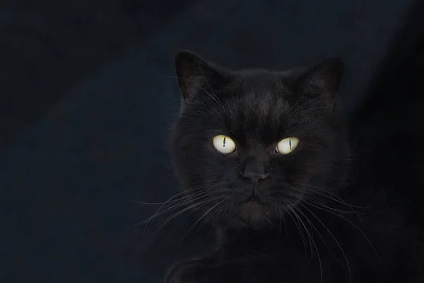Siyah arka planda siyah bir kedi ve ciddi bir görünüm..
