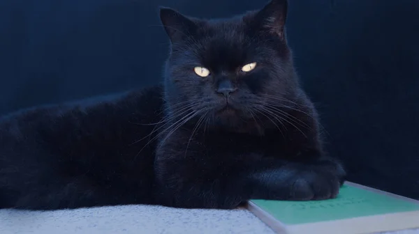 Siyah kedi, İskoç Heteroseksüel, lacivert arka planı mavi. Kedinin pençeleri kitabın üzerinde ve gözleri kameraya çevrilmiş..