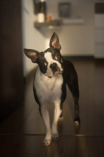 Curioso Lindo Perro Terrier Boston — Foto de Stock