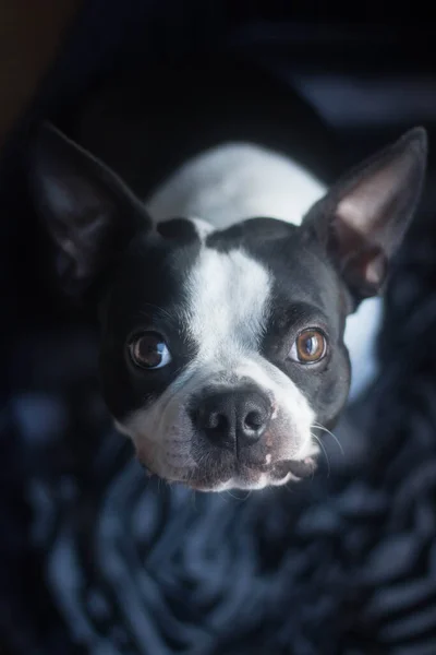 Retrato Primer Plano Perro Terrier Boston — Foto de Stock