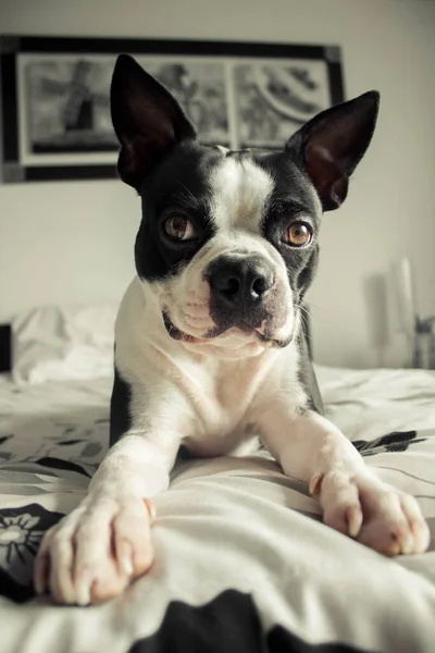 Retrato Perro Terrier Boston Acostado Una Cama — Foto de Stock