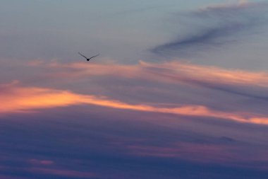 Nantucket yaz gecesi gökyüzü.