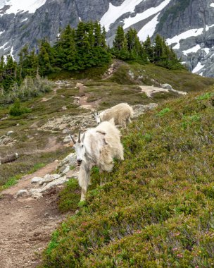 Yeni Zelanda Günbatımı Seyahat Macerası ve Kuzey Şelaleleri Ulusal Parkı.