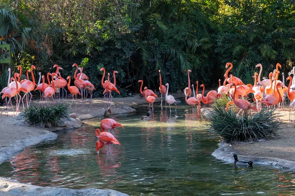 Animali Gabbia Allo Zoo San Diego — Foto Stock