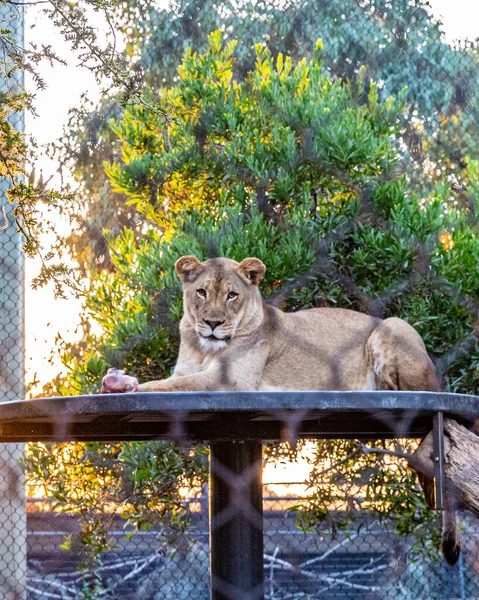 Лев Зоопарке Сан Диего — стоковое фото