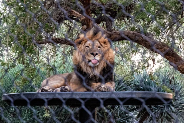 Lion Zoo San Diego — Photo