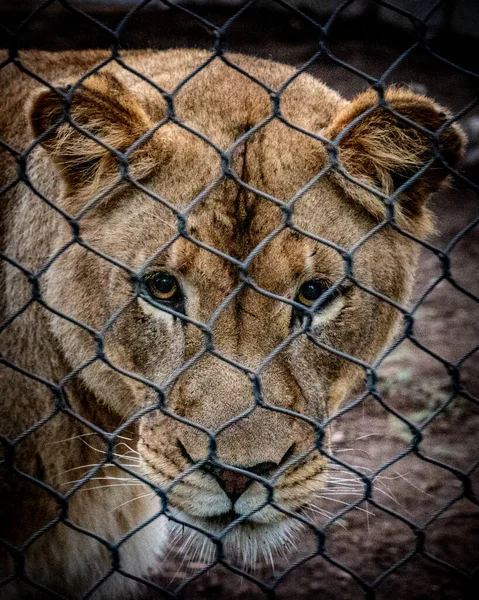 Λιοντάρι Στο Ζωολογικό Κήπο Του Σαν Ντιέγκο — Φωτογραφία Αρχείου