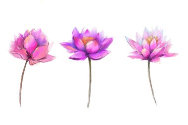 Soyut yağlıboya Lotus çiçek. Bahar izole illüstrasyon, beyaz arka plan üzerine yaz çiçekler boya tasarımı