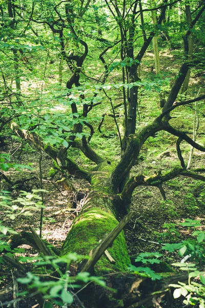 Árbol Roto Bosque — Foto de Stock