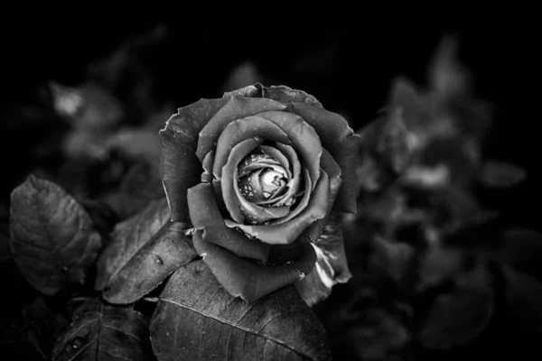 Monochrome Nahaufnahmen Der Rose — Stockfoto