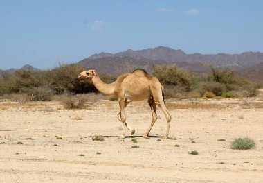 Deveyle çöl manzarası. Kum, deve ve bulutlu mavi gökyüzü. Seyahat macera arka planı.