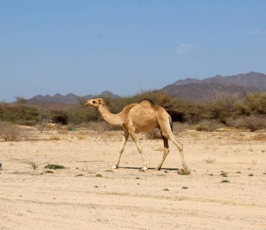 Deveyle çöl manzarası. Kum, deve ve bulutlu mavi gökyüzü. Seyahat macera arka planı.