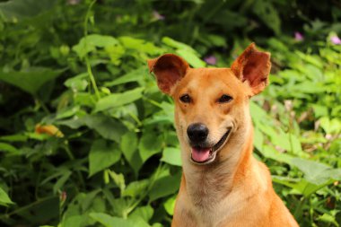 Doğanın arka planına karşı güzel köpek, yeşil doğadaki bir köpeğin portresi. 