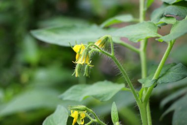 Bulanık arkaplanda domateslerin sarı çiçekleri