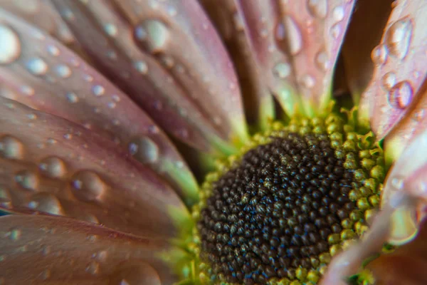 Oranje Chrysant op blauwe achtergrond met druppels — Stockfoto