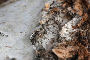 Ağaç kabuğu, huş ağacı makro dokusu