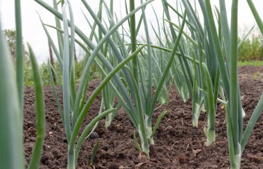 Bahçede taze soğan yetişiyor..