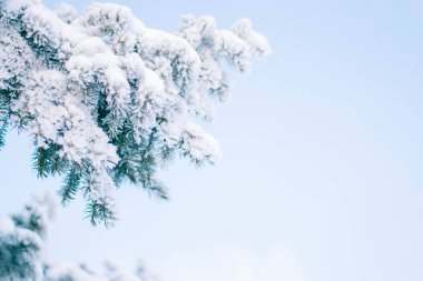 Güneşli bir gün yakın çekim üzerinde bir Ladin karlı dalı. Yeşil kalın dalları. Kar dalları üzerinde güneş ışınları altında erimeye başlar. Güzel soğuk gün.