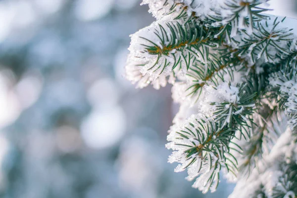 Güneşli bir gün yakın çekim üzerinde bir Ladin karlı dalı. Yeşil kalın dalları. Kar dalları üzerinde güneş ışınları altında erimeye başlar. Güzel soğuk gün.