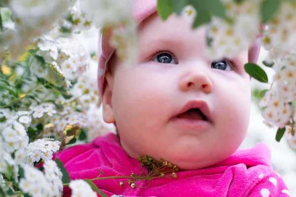 Küçük kız Wangut Spyard çalılıklarına yakın. Kız beyaz bir dağ ve pembe bir şapka kırmızı bir bluz giymiş.