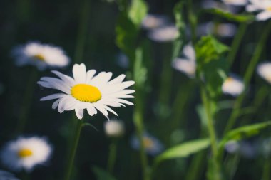 Papatya çiçeği tarlası kapanıyor. Gün ışığında çiçek açan bir papatya çiçeğiyle güzel bir doğa sahnesi. Alternatif tıp Bahar Papatyası. Güzel çayır. Yaz arkaplanı.